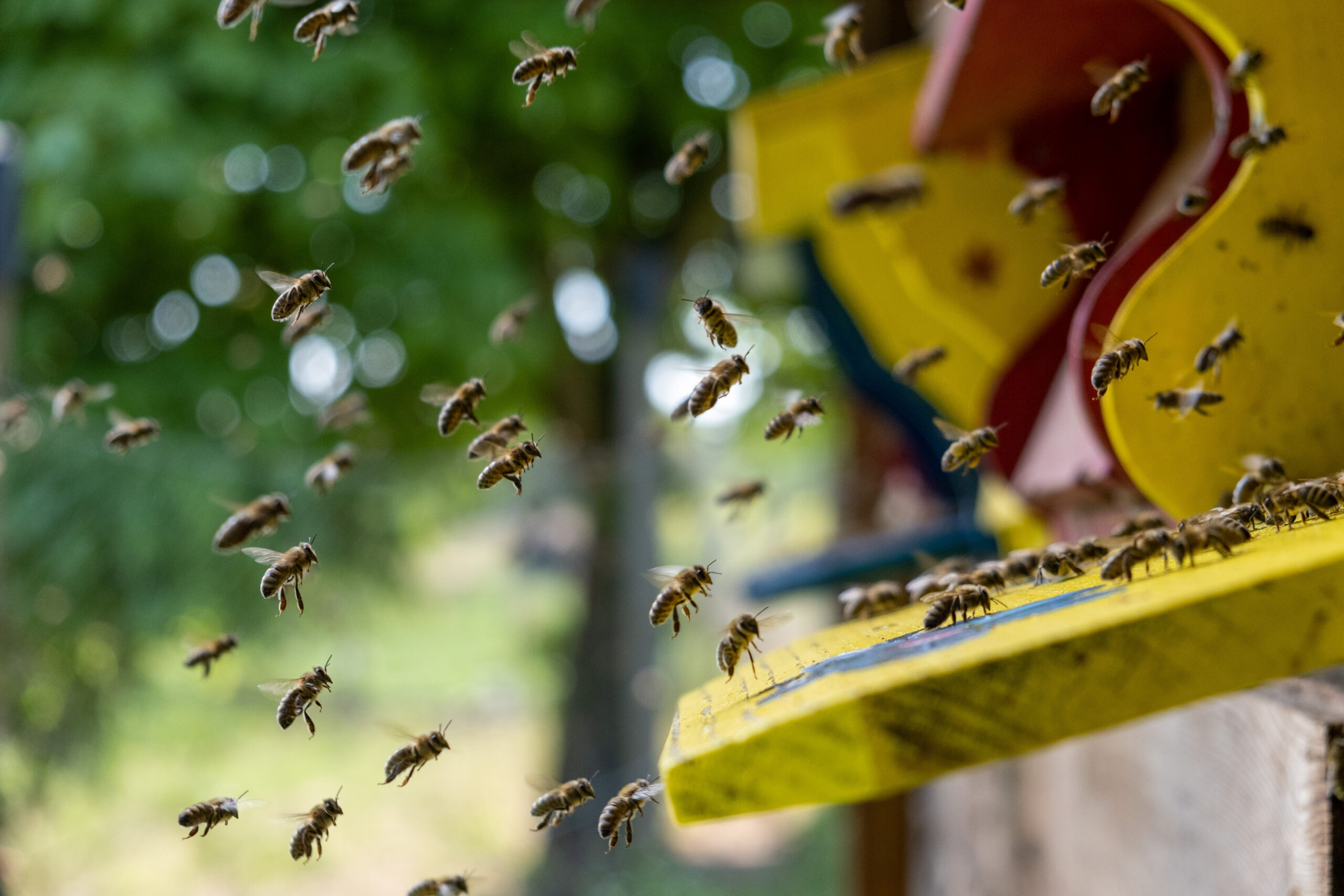 Bienenflug