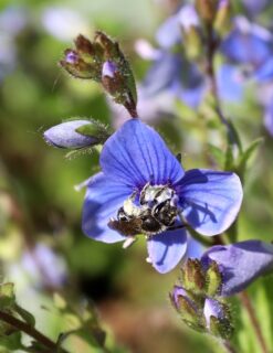 Sandbiene auf wildem ehrenpreis