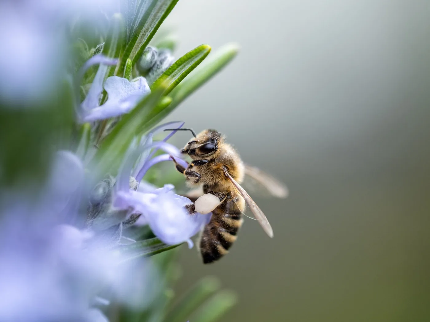 Wildbiene an einer blühenden Kräuterpflanze